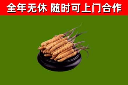 黄龙县回收冬虫夏草